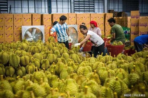 91华人国产,融合创新，共筑繁荣未来